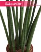 Sansevieria Spikes, Sansewieria Spikes, Sansewieria Cylindrica Spikes, Sansewieria cylindryczna, Wężownica 2