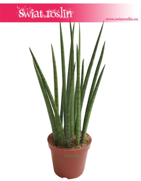 Sansevieria Spikes, Sansewieria Spikes, Sansewieria Cylindrica Spikes, Sansewieria cylindryczna, Wężownica 3