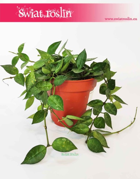 Hoya  Krohniana, Hoja Kroniana