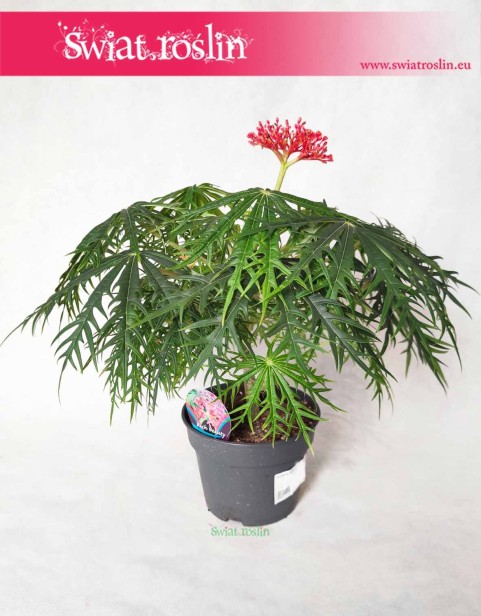 Jatrofa Multifida, Jatropha Multifida, Koralowiec, Krzew koralowy, Roślina koralowa, Orzech fizyczny 1