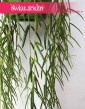 Hoya Linearis, Hoja Linearis, Hoja Woskownica, Woskownica, wysyłka roślin