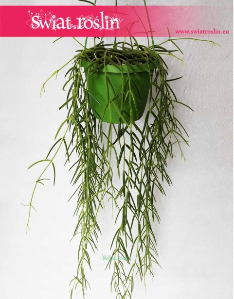 Hoya Linearis, Hoja Linearis, Hoja Woskownica, Woskownica roślina