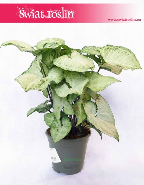 Syngonium White Butterfly