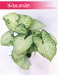 Syngonium White Butterfly, Zroślicha White Butterfly, kwiaty doniczkowe