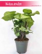 Syngonium White Butterfly, Zroślicha White Butterfly, kwiaty doniczkowe online