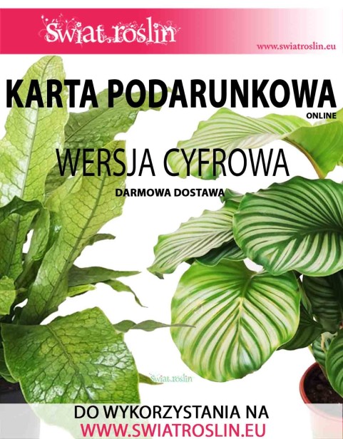 Karta podarunkowa na zakup roślin,  Bon na zakup roślin, Voucher na zakup roślin doniczkowych, sklep online