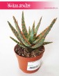 Aloe City Dannyz, Aloes City Dannyz, Aloe Dannyz, Aloes Dannyz, Aloes, Aloe 1