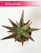 Aloe City Dannyz, Aloes City Dannyz, Aloe Dannyz, Aloes Dannyz, Aloes, Aloe 2