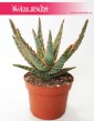 Aloe City Dannyz, Aloes City Dannyz, Aloe Dannyz, Aloes Dannyz, Aloes, Aloe 3