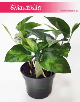 Epipremnum Global Green, Scindapsus Global Green sklep internetowy online wysyłka