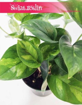 Epipremnum  Global Green sklep online z roślinami wysyłka roślin, Scindapsus Global Green