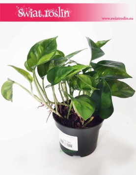 Scindapsus pinnatum Global Green roślina do domu do mieszkania do firmy do biura