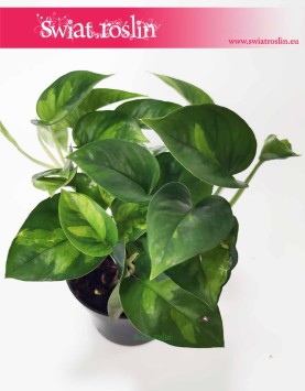 Rośliny doniczkowe Kraków kup Epipremnum pinnatum Global Green, Scindapsus pinnatum Global Green