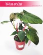 Philodendron Fuzzy Petiole, Filodendron Fuzzy Petiole, rośliny kolekcjonerskie