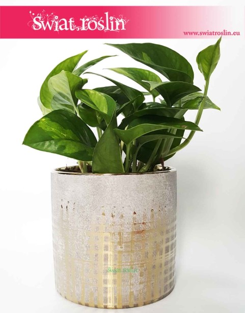 Osłonka cylinder złota krata, ceramiczna, szkliwiona