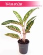 Aglaonema Cocomelon, Aglonema Cocomelon 1