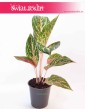 Aglaonema Cocomelon, Aglonema Cocomelon 2