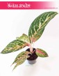 Aglaonema Cocomelon, Aglonema Cocomelon 3
