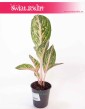 Aglaonema Cocomelon, Aglonema Cocomelon 4