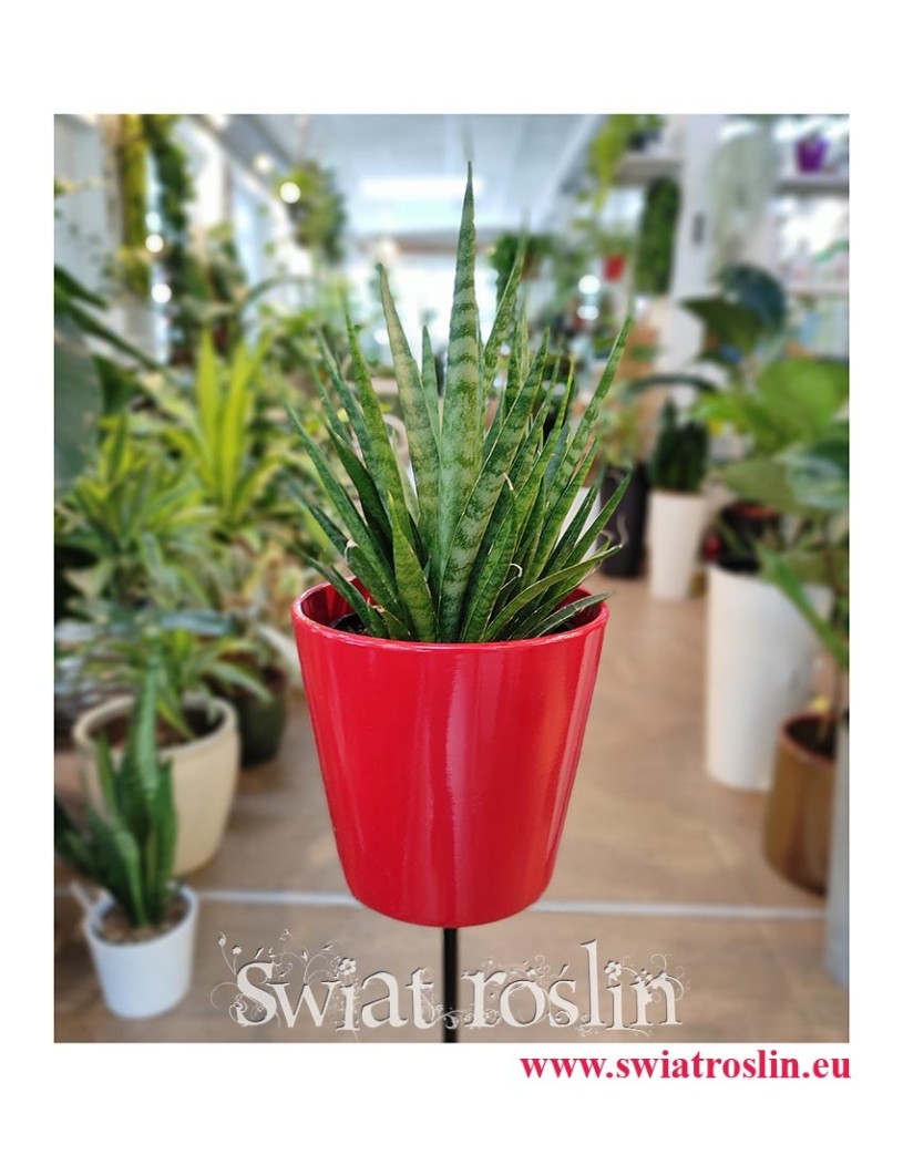 Sansevieria Comet Kichaka, Sansewieria Comet Kichaka, Wężownica, internetowy sklep z roślinami online