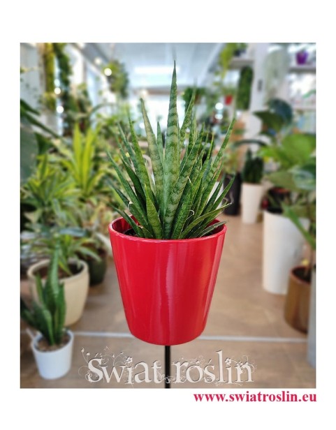Sansevieria Comet Kichaka, Sansewieria Comet Kichaka, Wężownica, internetowy sklep z roślinami online
