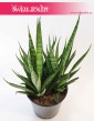 Sansevieria Comet Kichaka, Sansewieria Comet Kichaka, Wężownica, internetowy sklep z roślinami