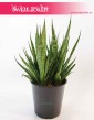 Sansevieria Comet Kichaka, Sansewieria Comet Kichaka, Wężownica, rośliny doniczkowe sklep