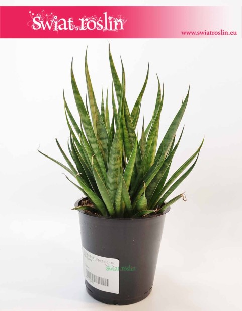 Sansevieria Comet Kichaka, Sansewieria Comet Kichaka, Wężownica, sklep online z roślinami