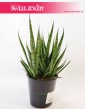 Sansevieria Comet Kichaka, Sansewieria Comet Kichaka, Wężownica
