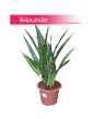 Sansewieria Jiboia, Wężownica, Sansevieria Jiboia 2
