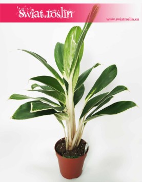 Aglaonema FLN011, Aglonema FLN011, sklep z roslinami online, rośliny doniczkowe sklep, wysyłka roślin doniczkowych