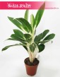 Aglaonema FLN011, Aglonema FLN011, sklep z roslinami online, Kwiaty doniczkowe sklep online