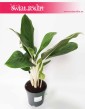Aglaonema Cintho King, Aglonema Cintho King, rosliny doniczkowe Kraków