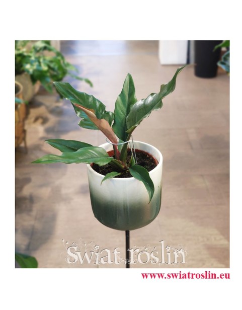 Philodendron Green Saw, Filodendron Green Saw, rośliny sklep online wysyłka