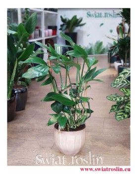Raphidophora decursiva Dragon Tail, Philodendron Dragon Tail, duże rośliny doniczkowe sklep online internetowy