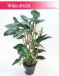 Raphidophora decursiva Dragon Tail, Filodendron Dragon Tail, Philodendron Dragon Tail 1