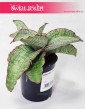 Sansevieria Star Green Granite, Sansewieria Star Green Granite, Sansewiera Star Green Granite, Wężownica, rośliny online