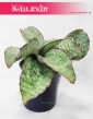 Sansevieria Star Green Granite, Sansewiera Star Green Granite, Wężownica, internetowy sklep z roślinami online