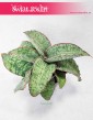 Sansevieria Star Green Granite, Sansewiera Star Green Granite, Wężownica, internetowy sklep z roślinami online, wysyłka roślin