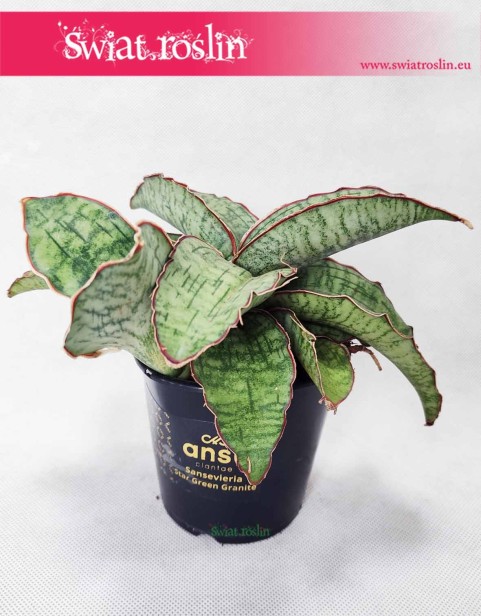Sansevieria Star Green Granite, Sansewieria Star Green Granite, Sansewiera Star Green Granite, Wężownica, sklep online