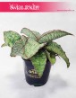 Sansevieria Star Green Granite, Sansewieria Star Green Granite, Sansewiera Star Green Granite, Wężownica, sklep online