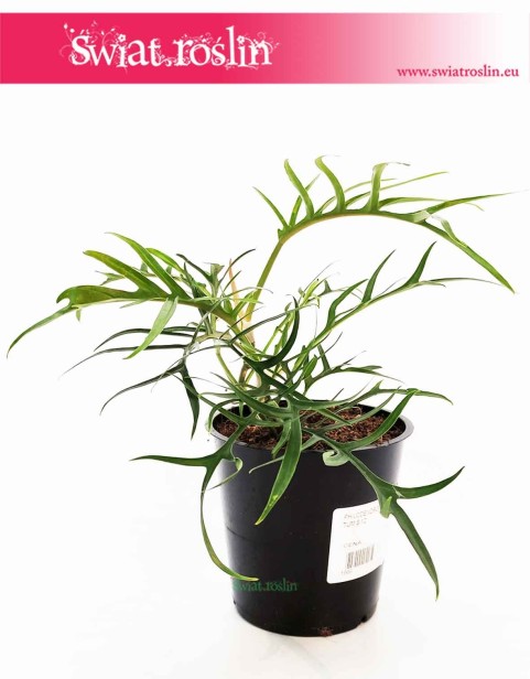 Filodendron Tortum, Philodendron Tortum