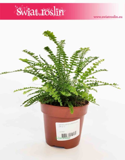 Paproć Duffy, Nephrolepis Cordifolia Duffy, Paprotka Duffy