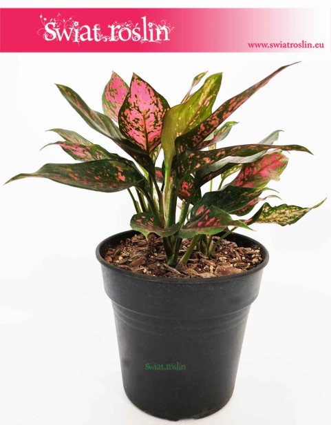 Aglaonema Anyamanee Red, Aglonema Anyamanee Red