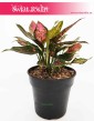 Aglaonema Anyamanee Red, Aglonema Anyamanee Red