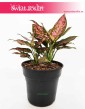 Aglaonema Anyamanee Red, Aglonema Anyamanee Red, sklep z roślinami online