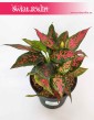 Aglaonema Anyamanee Red, Aglonema Anyamanee Red, internetowy sklep z roślinami online