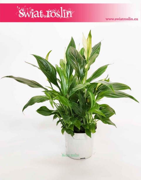 Spathiphyllum Bellini, Skrzydłokwiat Bellini