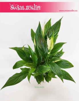 Spathiphyllum Bellini, Skrzydłokwiat Bellini, sklep z roślinami, wysyłka roślin
