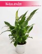 Spathiphyllum Bellini, Skrzydłokwiat Bellini, sklep z roślinami Kraków, Kraków Rośliny doniczkowe